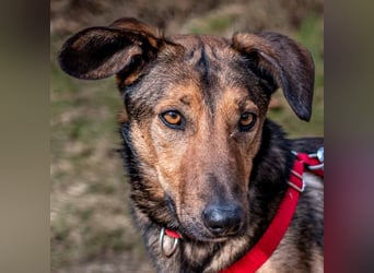 Aris - lebenslustiger verspielter Junghund - Tierhilfe Franken e.V.