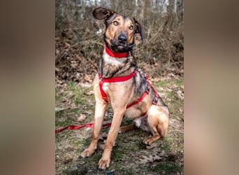 Aris - lebenslustiger verspielter Junghund - Tierhilfe Franken e.V.