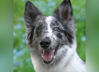 Malin - sportlich-aktiver Frauenversteher - Tierhilfe Franken e.V.