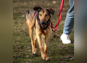 Aris - lebenslustiger verspielter Junghund - Tierhilfe Franken e.V.