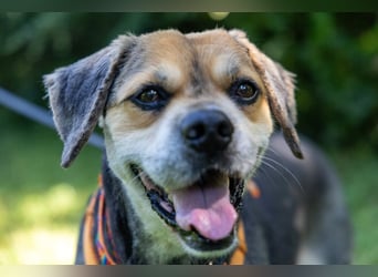 Servus Max - ein Herzenshund sucht sein Glück - Tierhilfe Franken e.V.