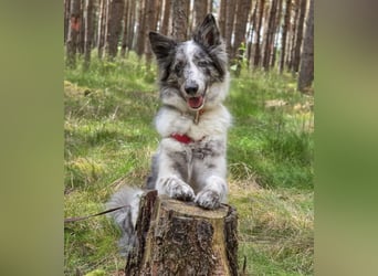 Malin - sensibler Hund sucht verständnisvolle Menschen - Tierhilfe Franken e.V.