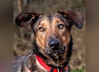 Aris - lebenslustiger verspielter Junghund - Tierhilfe Franken e.V.