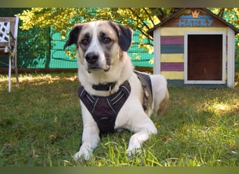 Astros - bleibt gerne zu Hause - Tierhilfe Franken e.V.