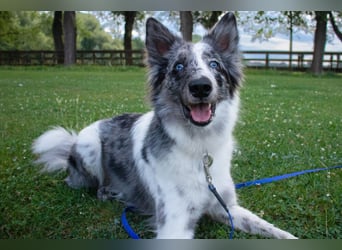 Malin - sportlich-aktiver Frauenversteher - Tierhilfe Franken e.V.