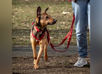 Aris - lebenslustiger verspielter Junghund - Tierhilfe Franken e.V.