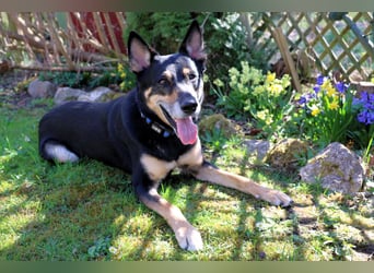 Skylo - hat ein Herz aus Gold - Tierhilfe Franken e.V.