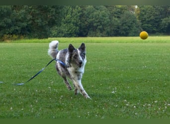 Malin - sportlich-aktiver Frauenversteher - Tierhilfe Franken e.V.