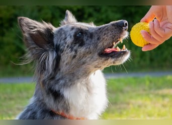 Malin - sensibler Hund sucht verständnisvolle Menschen - Tierhilfe Franken e.V.