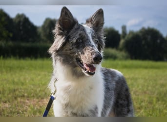 Malin - sensibler Hund sucht verständnisvolle Menschen - Tierhilfe Franken e.V.
