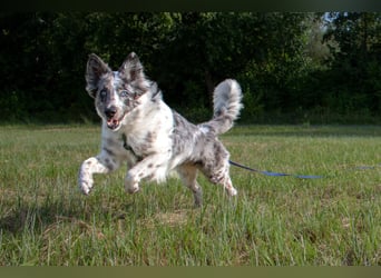 Malin - sportlich-aktiver Frauenversteher - Tierhilfe Franken e.V.