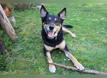 Skylo - hat ein Herz aus Gold - Tierhilfe Franken e.V.