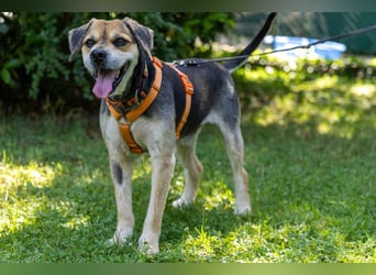 Servus Max - ein Herzenshund sucht sein Glück - Tierhilfe Franken e.V.
