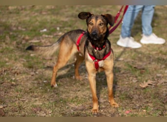 Aris - lebenslustiger verspielter Junghund - Tierhilfe Franken e.V.