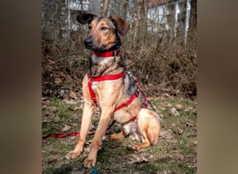 Aris - lebenslustiger verspielter Junghund - Tierhilfe Franken e.V.