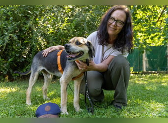 Servus Max - ein Herzenshund sucht sein Glück - Tierhilfe Franken e.V.