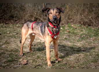 Aris - lebenslustiger verspielter Junghund - Tierhilfe Franken e.V.