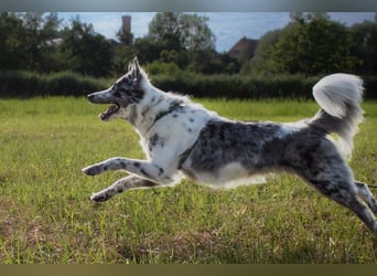 Malin - sportlich-aktiver Frauenversteher - Tierhilfe Franken e.V.