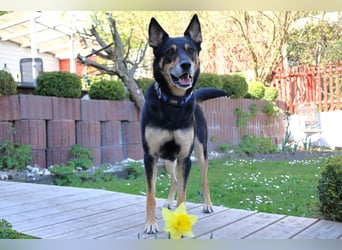 Skylo - hat ein Herz aus Gold - Tierhilfe Franken e.V.