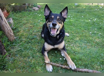 Skylo - hat ein Herz aus Gold - Tierhilfe Franken e.V.