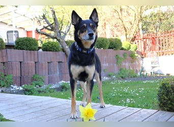 Skylo - hat ein Herz aus Gold - Tierhilfe Franken e.V.