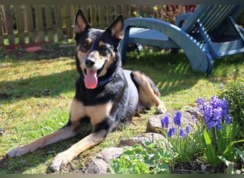 Skylo - hat ein Herz aus Gold - Tierhilfe Franken e.V.