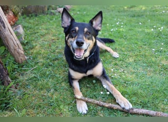 Skylo - hat ein Herz aus Gold - Tierhilfe Franken e.V.