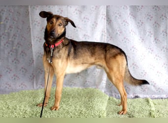 Aris - lebenslustiger verspielter Junghund - Tierhilfe Franken e.V.