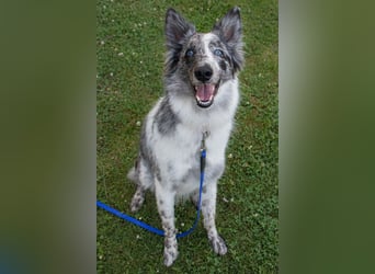 Malin - sportlich-aktiver Frauenversteher - Tierhilfe Franken e.V.