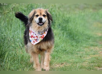 Servus Max - ein Herzenshund sucht sein Glück - Tierhilfe Franken e.V.
