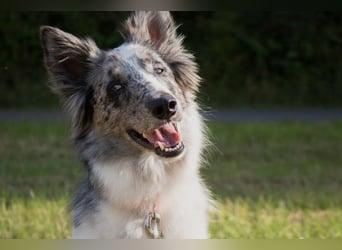 Malin - sportlich-aktiver Frauenversteher - Tierhilfe Franken e.V.