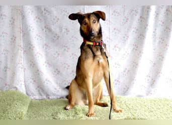 Aris - lebenslustiger verspielter Junghund - Tierhilfe Franken e.V.