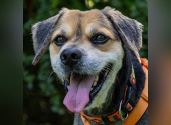 Servus Max - ein Herzenshund sucht sein Glück - Tierhilfe Franken e.V.