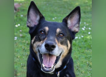 Skylo - hat ein Herz aus Gold - Tierhilfe Franken e.V.