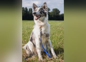 Malin - sensibler Hund sucht verständnisvolle Menschen - Tierhilfe Franken e.V.