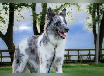 Malin - sportlich-aktiver Frauenversteher - Tierhilfe Franken e.V.