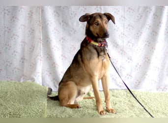 Aris - lebenslustiger verspielter Junghund - Tierhilfe Franken e.V.