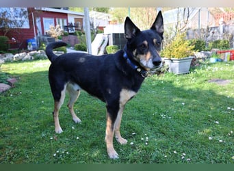 Skylo - hat ein Herz aus Gold - Tierhilfe Franken e.V.