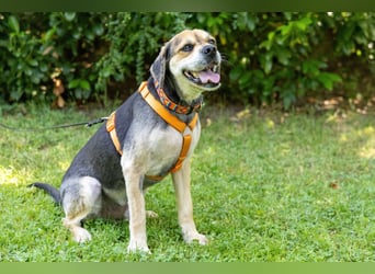 Servus Max - ein Herzenshund sucht sein Glück - Tierhilfe Franken e.V.