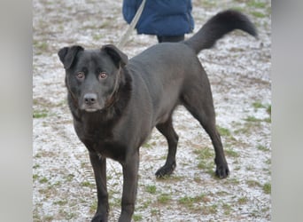 Lieber, gut verträglicher Labrador-Mischling KEFIR ca. 2021 geboren, gut verträglich