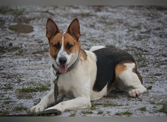 Liebe, noch unsichere und etwas ängstliche Hündin SENNA, ca. 2022 geboren, SEHR LIEB