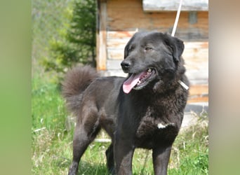 MOLLY, ca. 2022 geboren, sucht ein stabiles Zuhause
