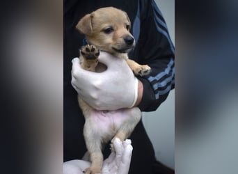 Noch kleiner Lausbube Casper, ca. 10.2025 geboren, sucht Zuhause