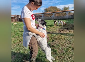 Rajko - Menschenbezogener und anhänglicher Rüde, ca. 2020 geboren