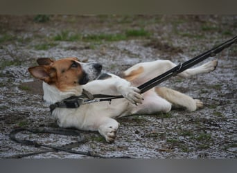 Liebe, noch unsichere und etwas ängstliche Hündin SENNA, ca. 2022 geboren, SEHR LIEB