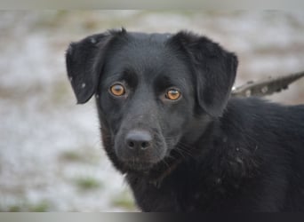 RESERVIERT- Liebe, gut verträgliche Labrador Mischlingshündin Silvia, ca. 2022 geboren
