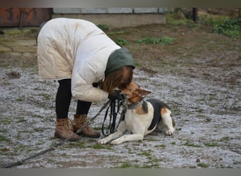 Liebe, noch unsichere und etwas ängstliche Hündin SENNA, ca. 2022 geboren, SEHR LIEB