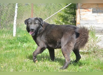 MOLLY, ca. 2022 geboren, sucht ein stabiles Zuhause