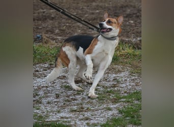 Liebe, noch unsichere und etwas ängstliche Hündin SENNA, ca. 2022 geboren, SEHR LIEB