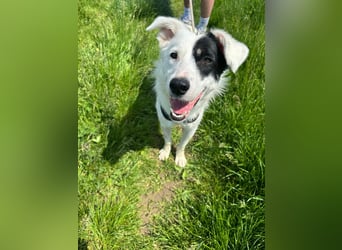 Oreo sucht sein Für-immer-Zuhause 